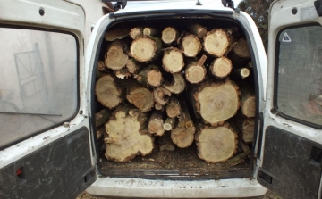 Az 50 éves ciráki erdő akácfáit lopták
