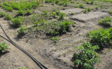 Mezőgazdasági hasznosítású földeket hirdet haszonbérbe a csornai önkormányzat