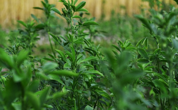 Szárazságtűrő lucerna fajták választása: mire figyeljünk az aszályos évjáratokban