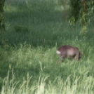 Őz a csornai Vilmos-parkban