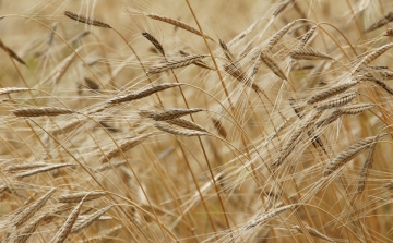 Adócsaló gabonakereskedőket ítéltek el Szegeden