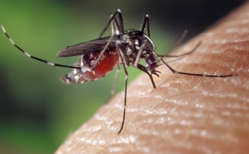 A héten az országos program keretében a Rábaközben gyérítik a szúnyogokat