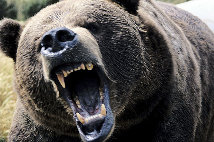 Medvetámadás áldozata lett két pásztor Hargita megyében, egyikük meghalt