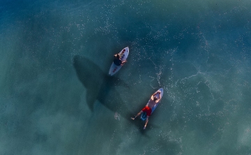 Filmbe illő, drámai mentőakcióban mentette meg lányát egy fehér cápától