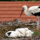 A megszületett kis gólyák látványgyűrűzése Szanyban. 