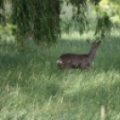 Őz a csornai Vilmos-parkban