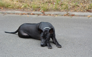 Gondot okoznak a kóborló kutyák Beledben