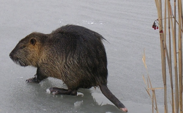 Nutriagyérítés a védett területeken 