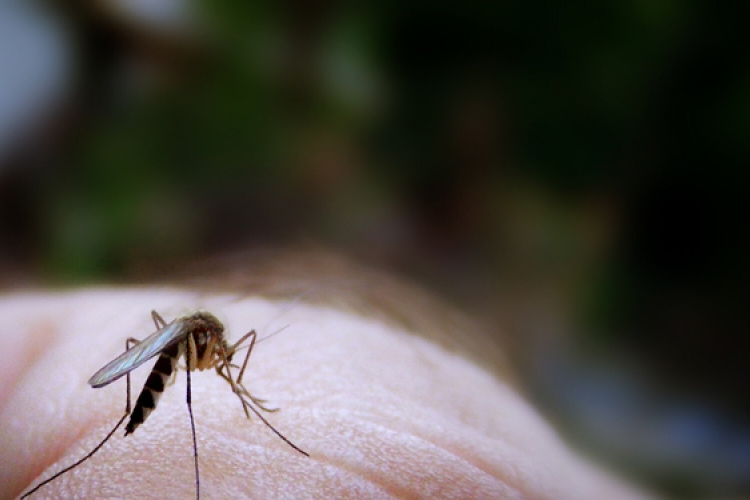 Gyógyszerrel csökkentették a betegségeket terjesztő szúnyogok 