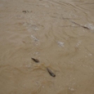 Ismét árvíz a Rába folyó mentén