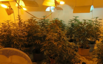 Nagy mennyiségben termesztette a marihuánát otthonában
