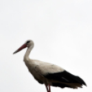 A megszületett kis gólyák látványgyűrűzése Szanyban. 