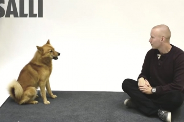 Hogyan reagálnak a kutyák az emberi ugatásra? – Cuki VIDEÓ!