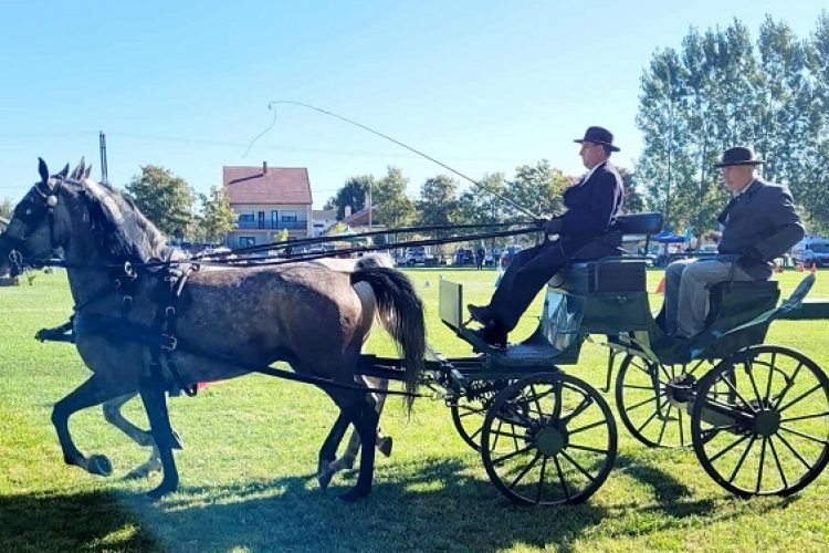 Kettesfogathajtó verseny Kapuváron