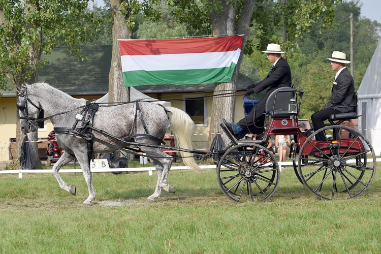 Árpási Fogathajtó Verseny