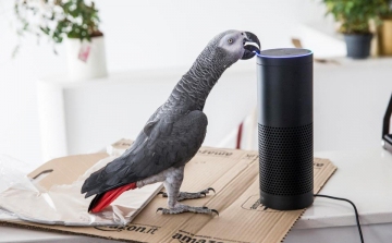Egy papagáj a hangjával rendelt az Amazonon
