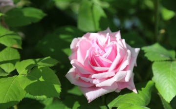Felfedték a rózsák genetikai titkait - Finom gyümölccsel áll rokonságban