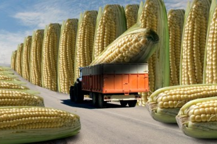 Ismét GMO vetőmag került az országba
