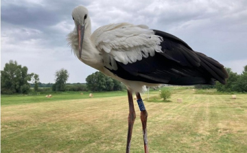 Fehér gólya védelmi munka 2025-ös eredményei a megyében