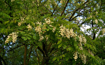 Elfogadták az özönfajok kiszorításáról szóló uniós rendeletet