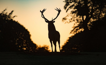 Erdőlátogatási korlátozások a szarvasbőgés idején