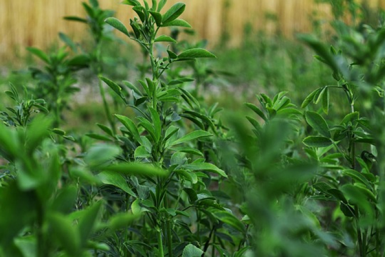Szárazságtűrő lucerna fajták választása: mire figyeljünk az aszályos évjáratokban