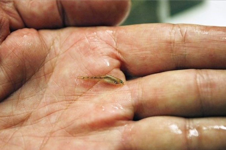 Magyarország legkisebb hala