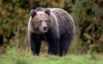 Romániában jóváhagyták a közel félezer medve kilövését engedélyező megelőzési kvótát