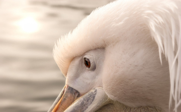 Karanténba kerültek a fővárosi állatkert pelikánjai