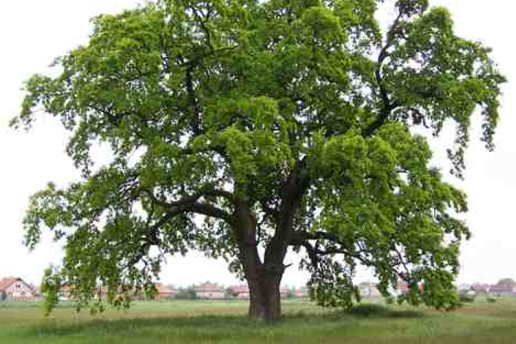 A fáknak is van belső órájuk