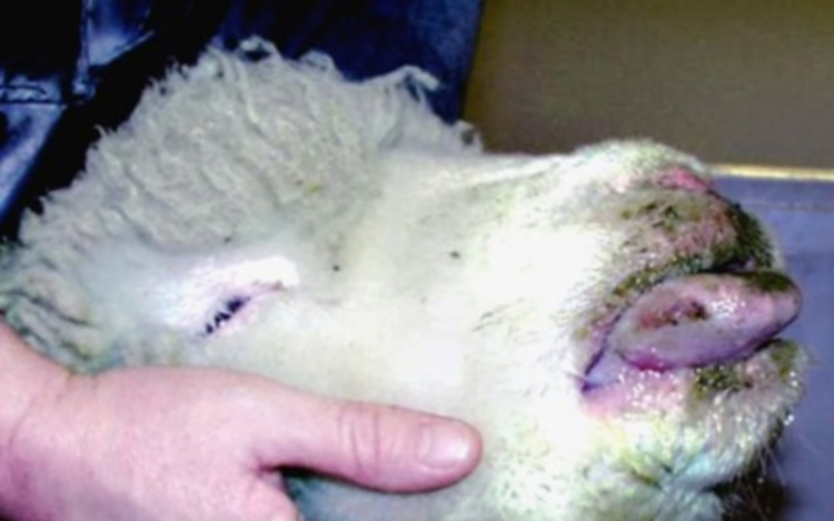 A kéknyelv betegség pusztítja a romániai bölényállományt