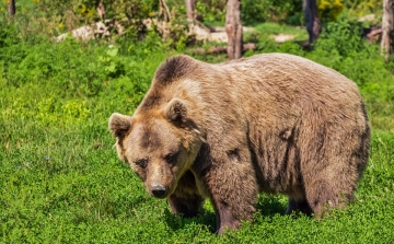 Ismét embert ölt a medve Erdélyben