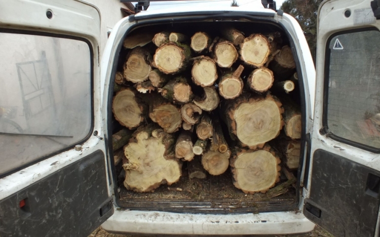 Az 50 éves ciráki erdő akácfáit lopták