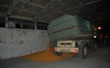 Kapuváron ellopták a learatott kukoricát