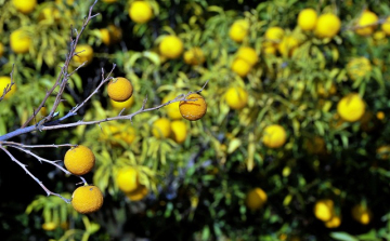 Növény alternatívák a klímaváltozás jegyében