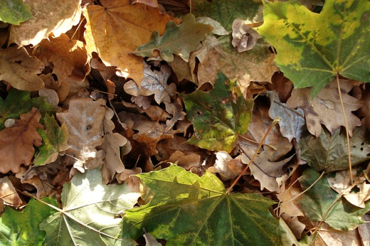 Őszi avargyűjtés Rábatamásiban