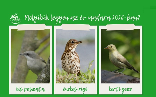 Szavazz, hogy melyik bokorlakó legyen az év madara 2026-ban!