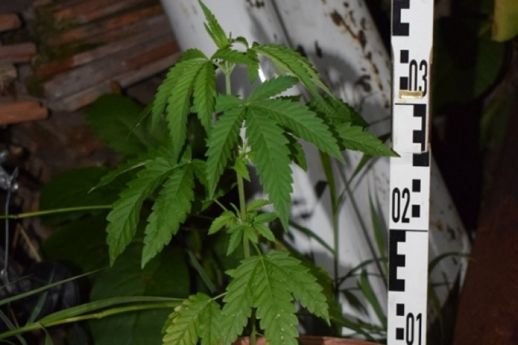 Pozitív lett a fertőszentmiklósi férfi drogtesztje