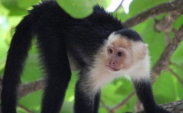 A majmok kitapasztalják, hogyan tudják leghatékonyabban használni eszközeiket