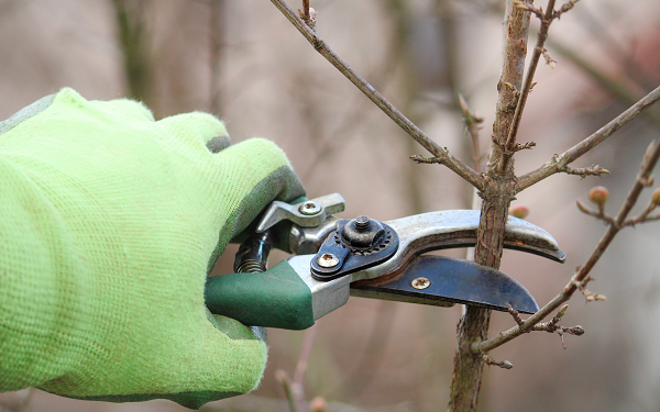 Így élesszük újra a kertet