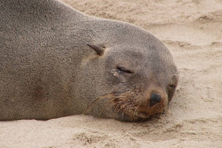 Hogyan alszanak a fókák úgy, hogy agyuk egyik fele ébren van?