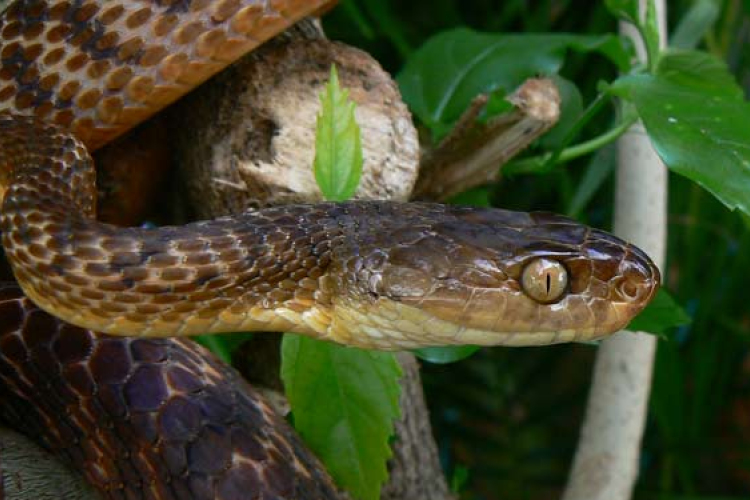Paracetamolos egerekkel 'bombázzák meg' Guamot a barna fakígyó ellen