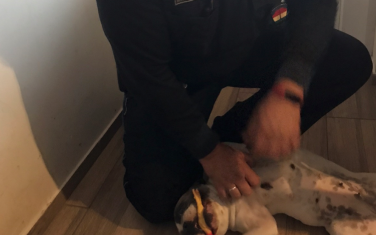 Cuki kiskutyát mentett meg egy rendőr