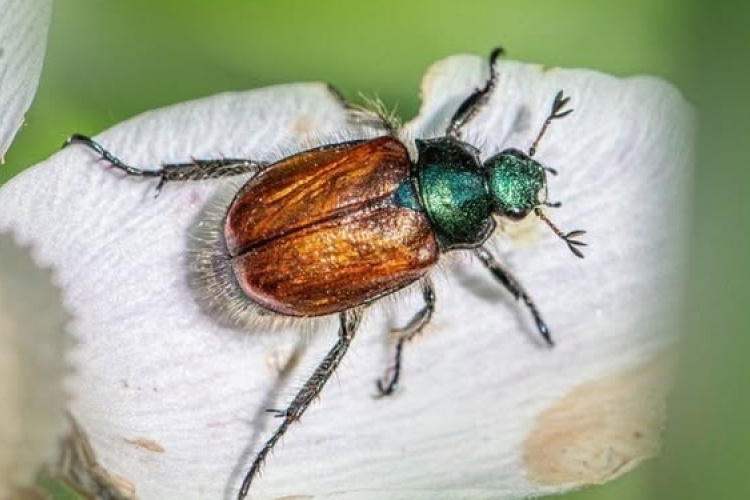 Új kártevő rovar érkezhet Magyarországra