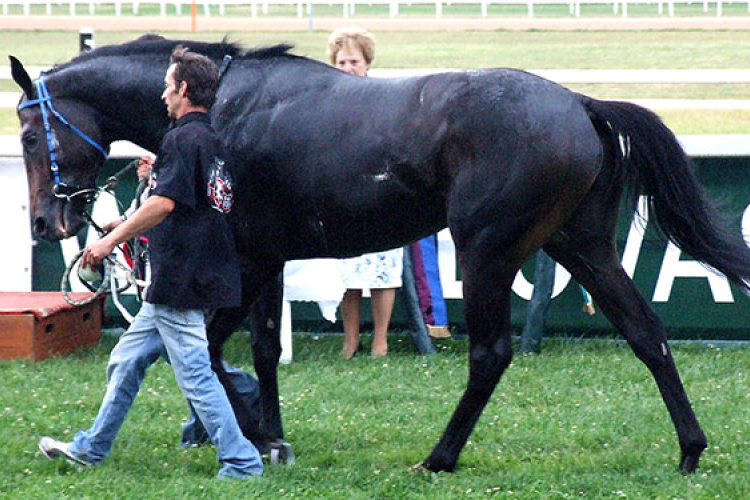 Hatodik lett Dubajban a magyar versenyló, Ostinato