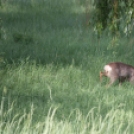 Őz a csornai Vilmos-parkban