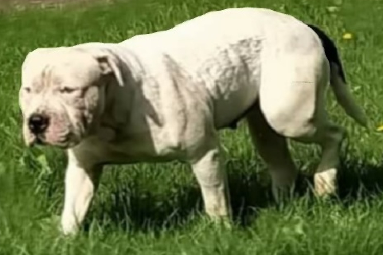 Kutyavadászat Bágyogszováton