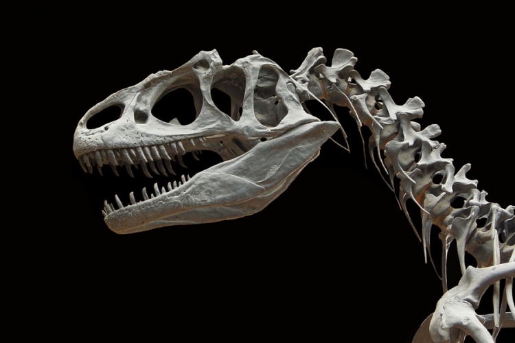 Digitálisan rekonstruálták egy dinoszaurusz agyát kutatók
